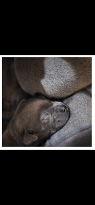 Staffordshire Bull Terrier - Staffordshire Bull Terrier Bleu LOF Staffie/Staffy