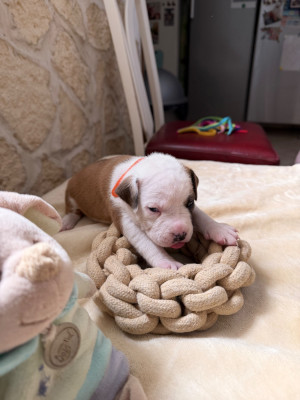 American Staffordshire Terrier - Magnifiques Chiot american staff lof - Domaine du Raggamstaff