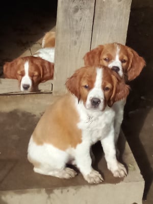 Epagneul Breton - Chiots Epagneul Breton LOF