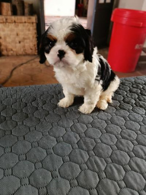 Cavalier King Charles Spaniel - MAGNIFIQUES CHIOTS CAVALIER KING CHARLE LOF - DU CLOS DES AUBEPINES