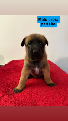 Berger Belge - Chiots Berger Belge Malinois LOF