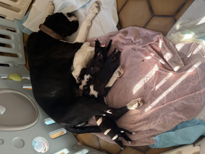 Boxer - Magnifiques chiots Boxer LOF - Les boxers du val de loir