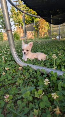 Chihuahua - Chiot chihuahuas non lof