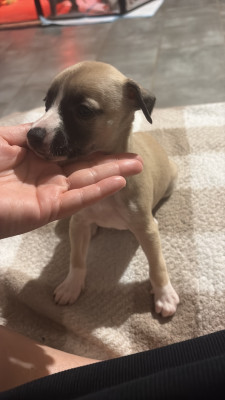 Whippet - Whippet lof