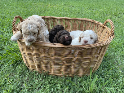 Lagotto Romagnolo - CHIOTS LAGOTTOS MAGNIFIQUES À VENDRE