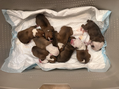 American Staffordshire Terrier - Magnifiques Chiot american staff lof - Domaine du Raggamstaff