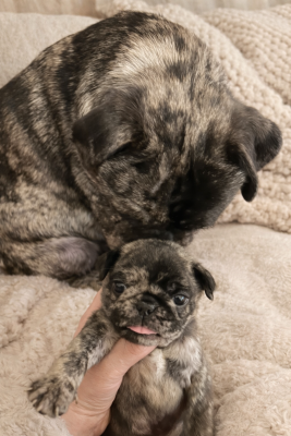 Carlin - Carlin exotique