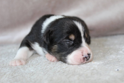 Berger Australien - Chiots Berger Australien