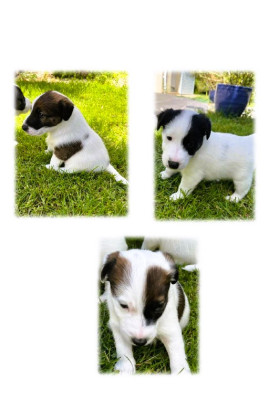 Fox Terrier Poil lisse - superbes Fox terrier à Poil lisse - de la Chapelle Sainte Radégonde