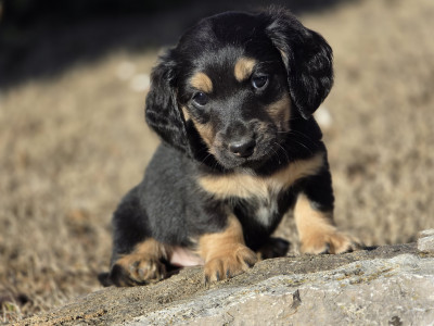 Teckel poil long - Teckel nain noir et crème - Vallee de sainte victoire
