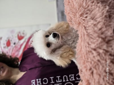 Caniche - Caniche toy blanche - Dolcevaquero