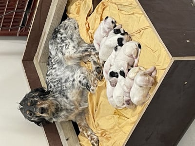 Setter Anglais - Chiots setters anglais - Des montagnes dromoises