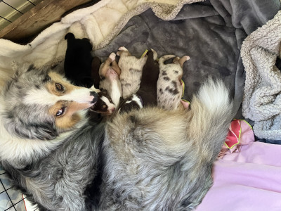 Berger Australien - Chiot berger australien LOF