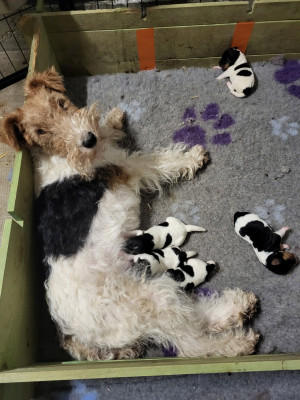 Fox Terrier Poil Dur - Chiots Fox terrier poil dur a Réserver LOF