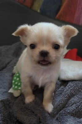 Chihuahua - Chiots Chihuahua lof