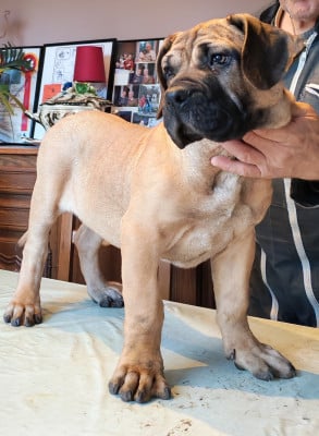 Dogo Canario - chiots 3 mois Presa canario - Dogue des Canaries