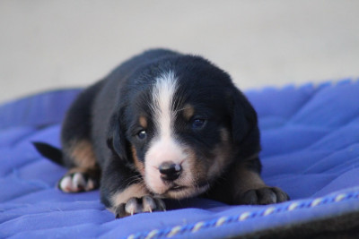 Grand bouvier suisse - Chiots grand bouvier suisse - Des potheys