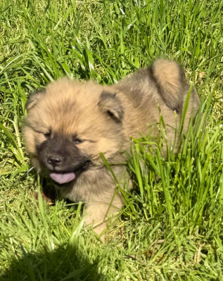 Eurasier - CHIOTS EURASIER - DE NIBELE