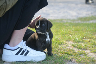 Boxer - Chiot boxer mâle - Des Coteaux de Hausbergen