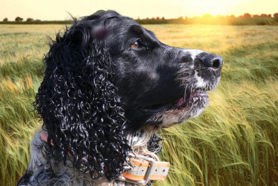 English Springer Spaniel - Chiots springer Spaniel English