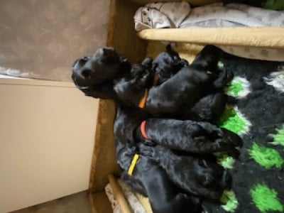 Cocker Spaniel Anglais - Chiots Working Cockers - de JAVELOT des GRANGES