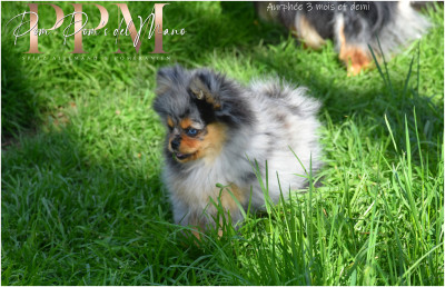 Spitz allemand - Magnifique fifille