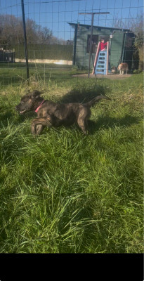 Berger hollandais - Chiots berger hollandais - Des gardiens de la Seine