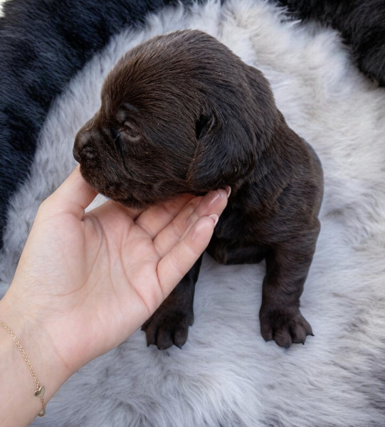 Labrador Retriever - Labrador - Elvag..canin