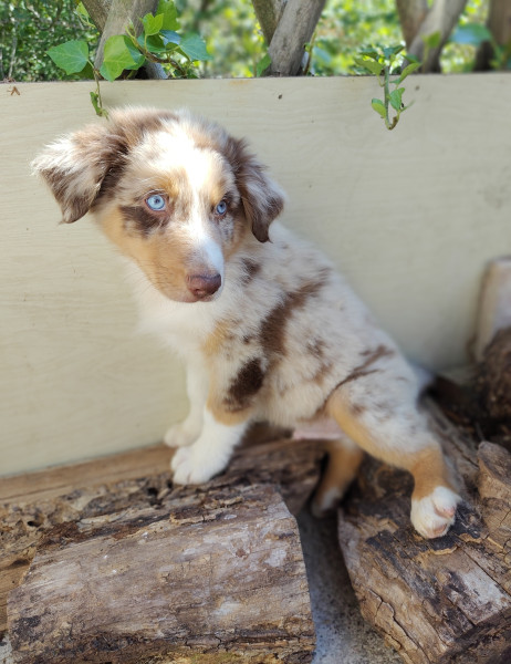 Berger Australien - chiots berger australien LOF
