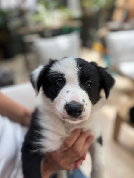 Border Collie - Chiot border collie LOF
