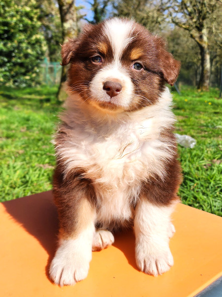 Berger Australien - De superbes chiots Bergers Australiens nés à la Wooferie ? éleveur passionné dans le Morbihan - lelevagedepenkergoff
