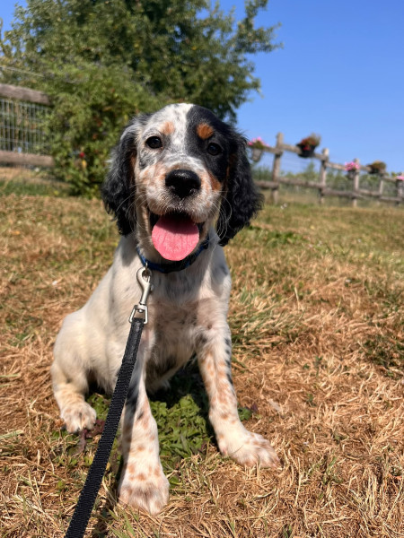 Setter Anglais - chiot setter anglais