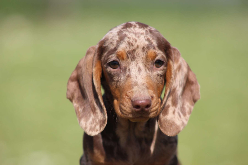 Teckel poil ras - Femelle Teckel Poil Ras LOF