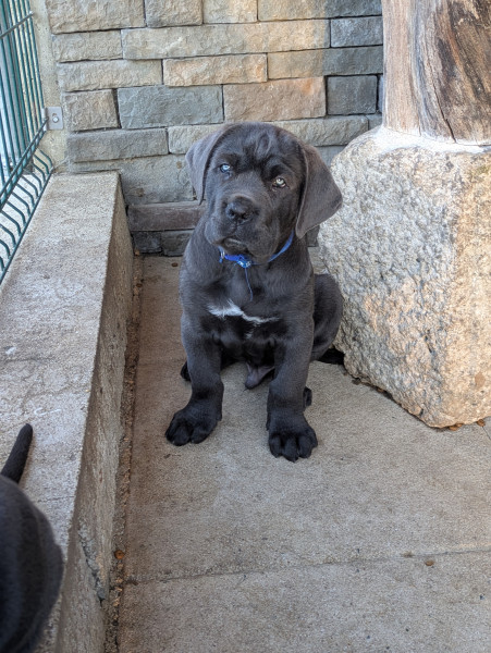 Cane Corso - Chiots Cané Corso LOF