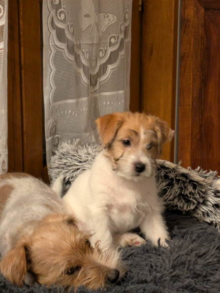 Jack Russell Terrier - Chiots Terrier Jack Russell à poils durs