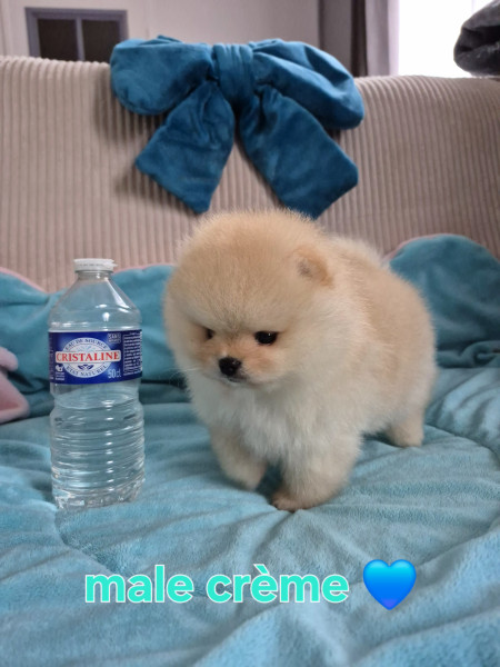 Spitz allemand - Véritables spitz nain pomeraniens ourson LOF à réserver