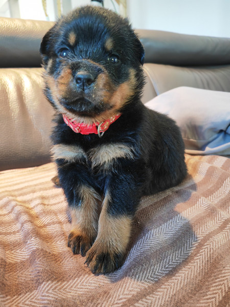 Rottweiler - Magnifique chiots rottweiler LOF - DER WACHTER VON VESTA