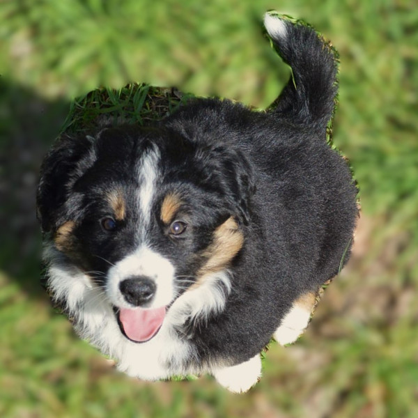 Berger Américain Miniature  - Chiots LOF parents LOF Confirmés testés ADN + NAD et radio