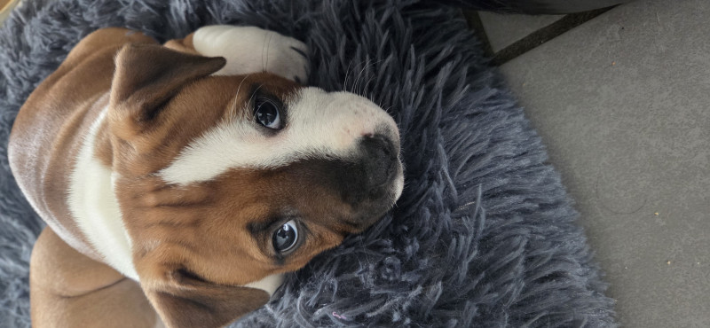 Staffordshire Bull Terrier - Bebes staffordshire bull terrier