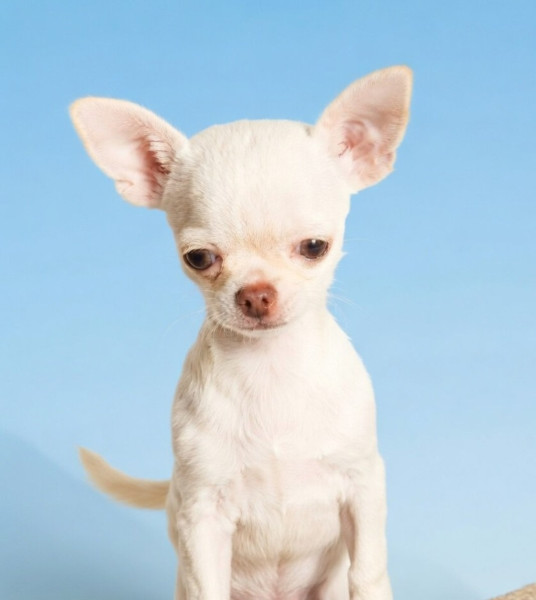 Chihuahua - Chiots chihuahua poils courts et poils longs LOF et NON LOF