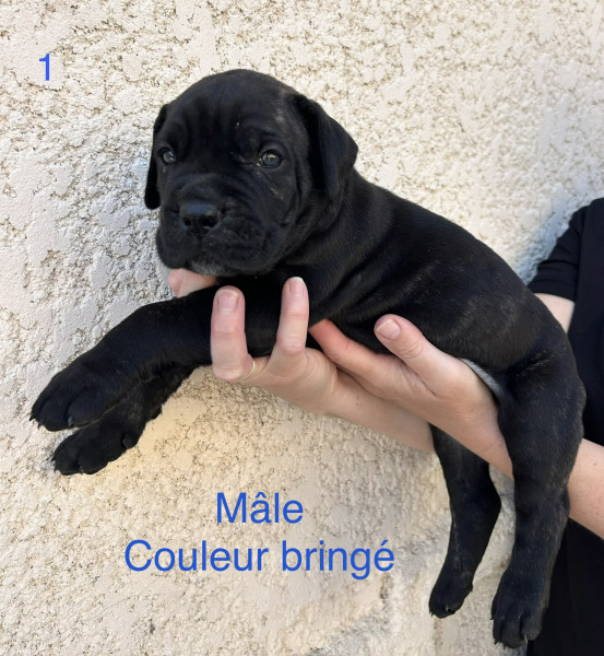 Chiot Cane Corso