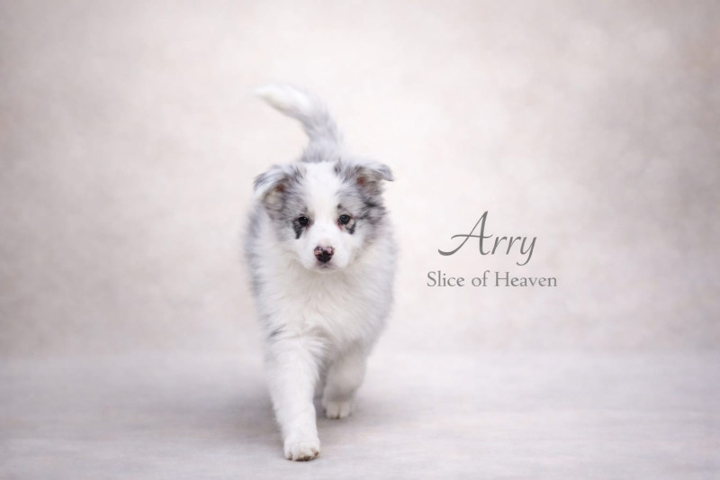 Border Collie - Border collie LOF - SLICE OF HEAVEN