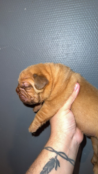 Chiot Dogue de Bordeaux