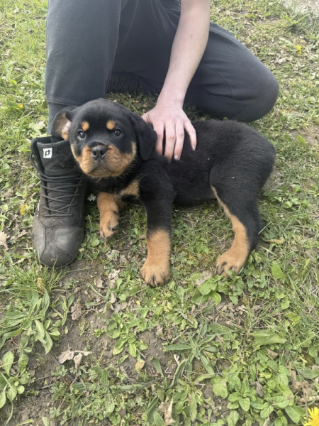 Rottweiler - magnifique chiot rottweiler lof queue coupée origine champion disponible maintenant - Du clos de la force tendre