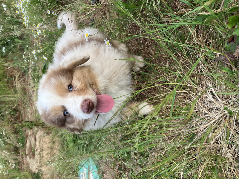 Berger Australien - Chiot berger australien LOF