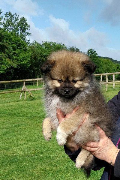 Spitz allemand - Chiots Spitz petit - non LOF