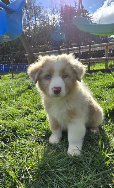Berger Australien - Chiot Berger Australien Lof - Elevage de la rivière aux pierres