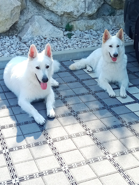 Berger Blanc Suisse - Chiots Berger Blanc Suisse