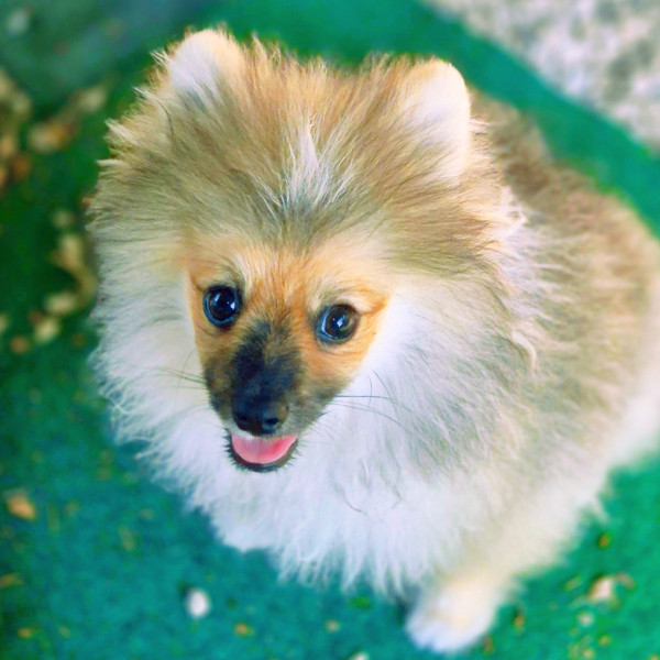 Spitz allemand - chiot spitz nain male