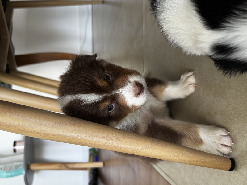Berger Australien - Chiots Berger Australien